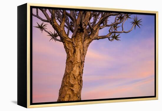 Africa, Namibia. Close Up of Quiver Tree-Jaynes Gallery-Framed Premier Image Canvas