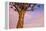 Africa, Namibia. Close Up of Quiver Tree-Jaynes Gallery-Framed Premier Image Canvas