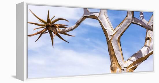 Africa, Namibia. Close Up of Quiver Tree-Jaynes Gallery-Framed Premier Image Canvas