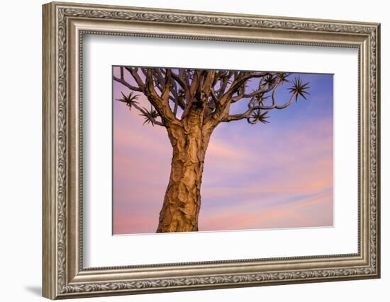 Africa, Namibia. Close Up of Quiver Tree-Jaynes Gallery-Framed Photographic Print