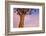 Africa, Namibia. Close Up of Quiver Tree-Jaynes Gallery-Framed Photographic Print