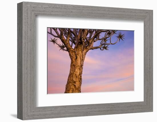 Africa, Namibia. Close Up of Quiver Tree-Jaynes Gallery-Framed Photographic Print