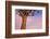 Africa, Namibia. Close Up of Quiver Tree-Jaynes Gallery-Framed Photographic Print