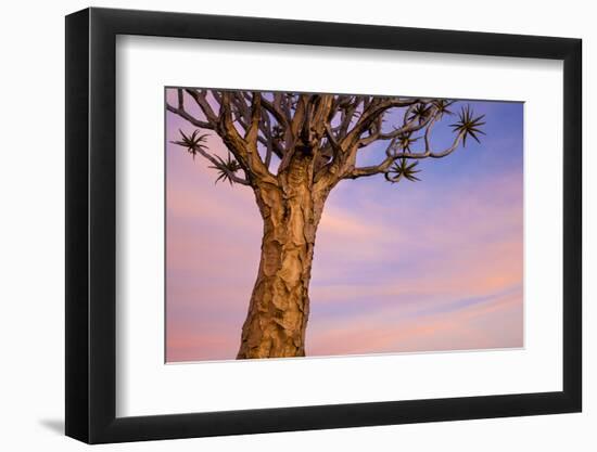 Africa, Namibia. Close Up of Quiver Tree-Jaynes Gallery-Framed Photographic Print