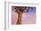 Africa, Namibia. Close Up of Quiver Tree-Jaynes Gallery-Framed Photographic Print