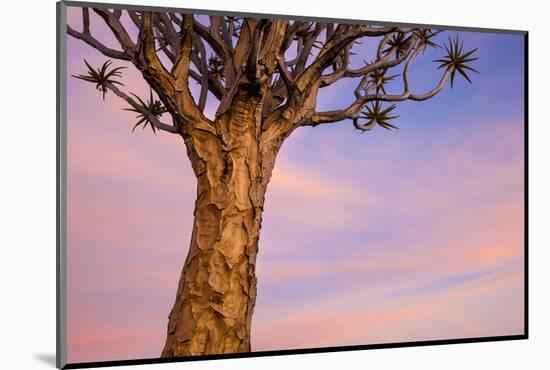 Africa, Namibia. Close Up of Quiver Tree-Jaynes Gallery-Mounted Photographic Print