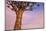 Africa, Namibia. Close Up of Quiver Tree-Jaynes Gallery-Mounted Photographic Print