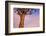 Africa, Namibia. Close Up of Quiver Tree-Jaynes Gallery-Framed Photographic Print