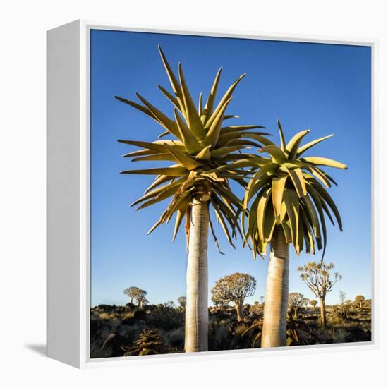 Africa, Namibia. Close Up of Two Quiver Trees-Jaynes Gallery-Framed Premier Image Canvas