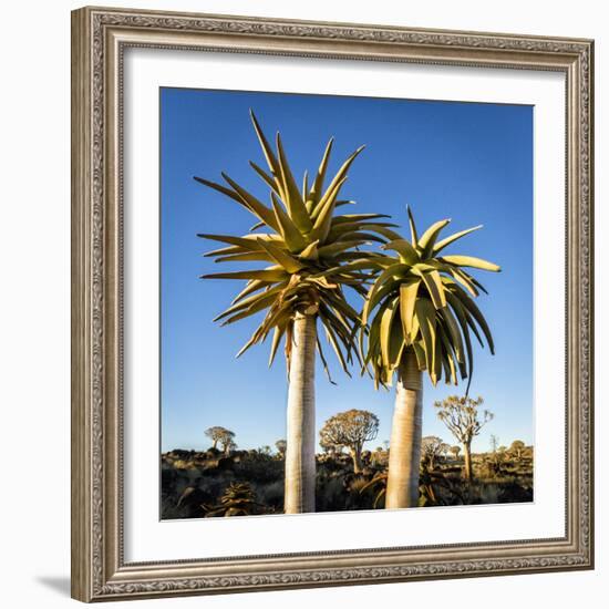 Africa, Namibia. Close Up of Two Quiver Trees-Jaynes Gallery-Framed Photographic Print