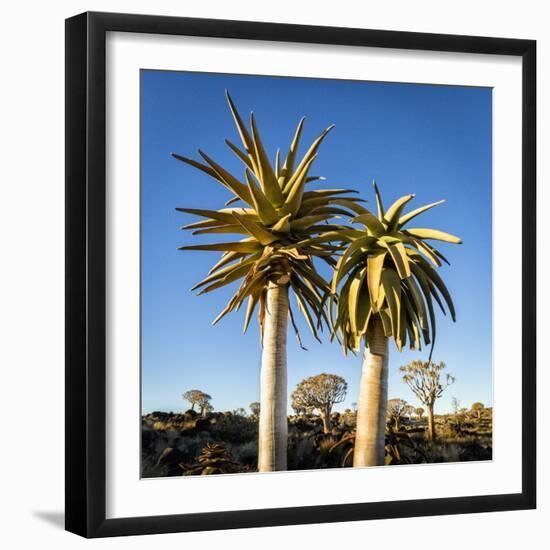 Africa, Namibia. Close Up of Two Quiver Trees-Jaynes Gallery-Framed Photographic Print