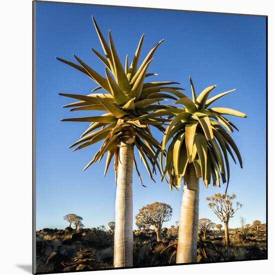 Africa, Namibia. Close Up of Two Quiver Trees-Jaynes Gallery-Mounted Photographic Print
