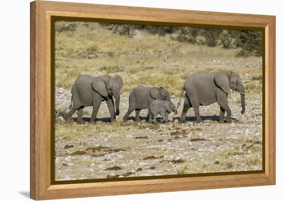 Africa, Namibia, Etosha National Park. Family of elephants walking-Hollice Looney-Framed Premier Image Canvas