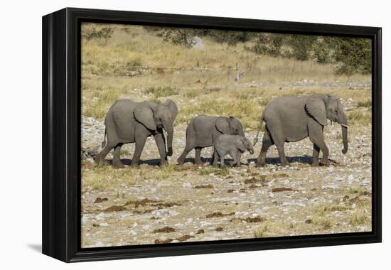 Africa, Namibia, Etosha National Park. Family of elephants walking-Hollice Looney-Framed Premier Image Canvas