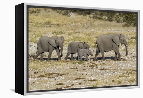 Africa, Namibia, Etosha National Park. Family of elephants walking-Hollice Looney-Framed Premier Image Canvas