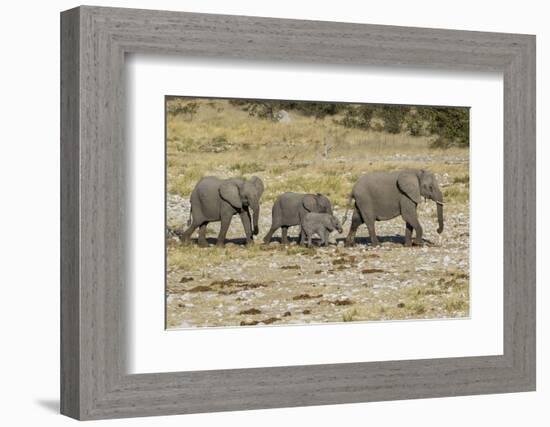 Africa, Namibia, Etosha National Park. Family of elephants walking-Hollice Looney-Framed Photographic Print