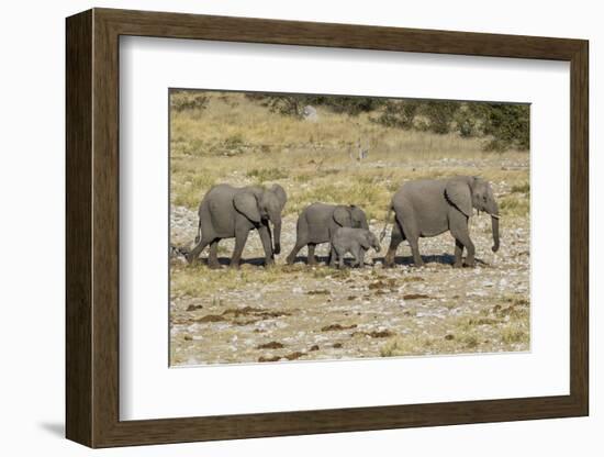 Africa, Namibia, Etosha National Park. Family of elephants walking-Hollice Looney-Framed Photographic Print