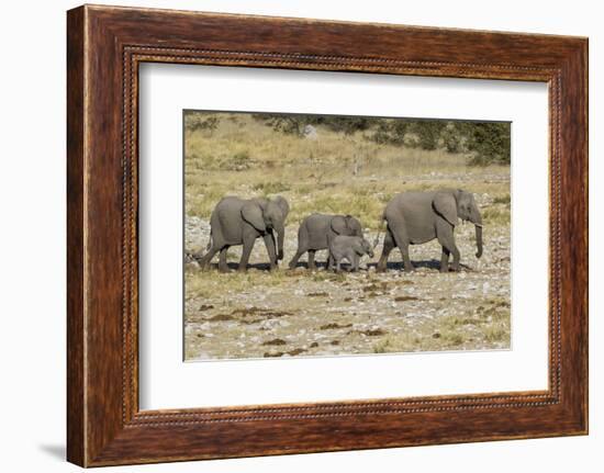 Africa, Namibia, Etosha National Park. Family of elephants walking-Hollice Looney-Framed Photographic Print