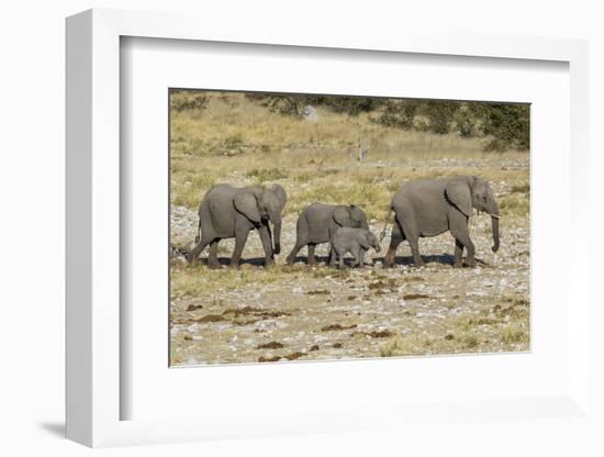 Africa, Namibia, Etosha National Park. Family of elephants walking-Hollice Looney-Framed Photographic Print