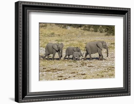 Africa, Namibia, Etosha National Park. Family of elephants walking-Hollice Looney-Framed Photographic Print