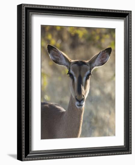 Africa, Namibia, Etosha National Park, Springbok-Hollice Looney-Framed Photographic Print