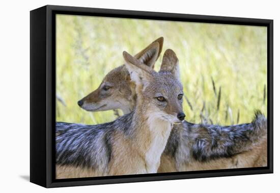 Africa, Namibia, Etosha National Park. Two Black Backed Jackals-Jaynes Gallery-Framed Premier Image Canvas