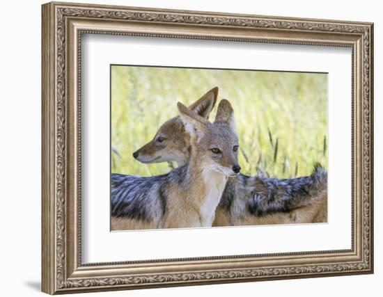 Africa, Namibia, Etosha National Park. Two Black Backed Jackals-Jaynes Gallery-Framed Photographic Print