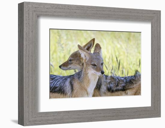 Africa, Namibia, Etosha National Park. Two Black Backed Jackals-Jaynes Gallery-Framed Photographic Print