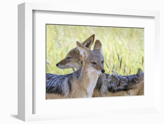 Africa, Namibia, Etosha National Park. Two Black Backed Jackals-Jaynes Gallery-Framed Photographic Print