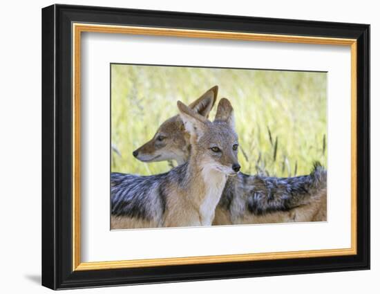 Africa, Namibia, Etosha National Park. Two Black Backed Jackals-Jaynes Gallery-Framed Photographic Print