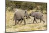 Africa, Namibia, Etosha National Park. Young elephants playing-Hollice Looney-Mounted Photographic Print