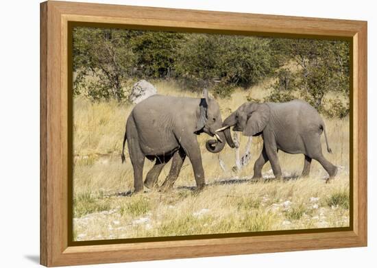 Africa, Namibia, Etosha National Park. Young elephants playing-Hollice Looney-Framed Premier Image Canvas