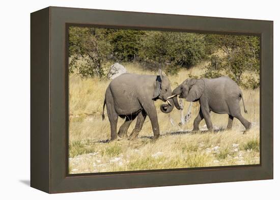 Africa, Namibia, Etosha National Park. Young elephants playing-Hollice Looney-Framed Premier Image Canvas