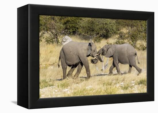 Africa, Namibia, Etosha National Park. Young elephants playing-Hollice Looney-Framed Premier Image Canvas