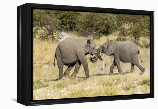 Africa, Namibia, Etosha National Park. Young elephants playing-Hollice Looney-Framed Premier Image Canvas