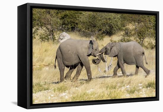 Africa, Namibia, Etosha National Park. Young elephants playing-Hollice Looney-Framed Premier Image Canvas