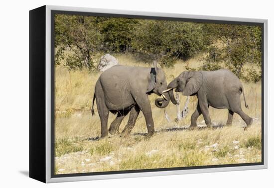 Africa, Namibia, Etosha National Park. Young elephants playing-Hollice Looney-Framed Premier Image Canvas