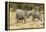 Africa, Namibia, Etosha National Park. Young elephants playing-Hollice Looney-Framed Premier Image Canvas