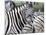 Africa, Namibia, Etosha National Park. Zebra Looking at Camera-Jaynes Gallery-Mounted Photographic Print