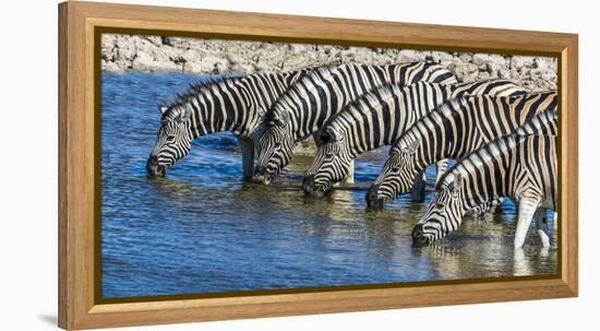 Africa, Namibia, Etosha National Park, Zebras at the Watering Hole-Hollice Looney-Framed Premier Image Canvas