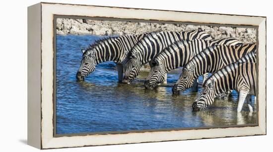 Africa, Namibia, Etosha National Park, Zebras at the Watering Hole-Hollice Looney-Framed Premier Image Canvas