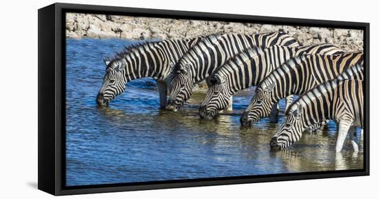 Africa, Namibia, Etosha National Park, Zebras at the Watering Hole-Hollice Looney-Framed Premier Image Canvas