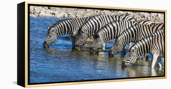 Africa, Namibia, Etosha National Park, Zebras at the Watering Hole-Hollice Looney-Framed Premier Image Canvas