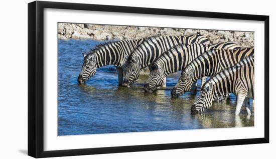 Africa, Namibia, Etosha National Park, Zebras at the Watering Hole-Hollice Looney-Framed Photographic Print