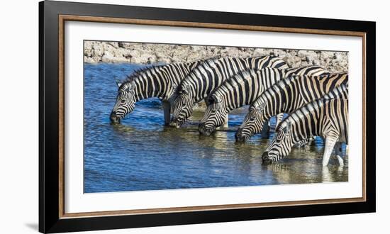 Africa, Namibia, Etosha National Park, Zebras at the Watering Hole-Hollice Looney-Framed Photographic Print