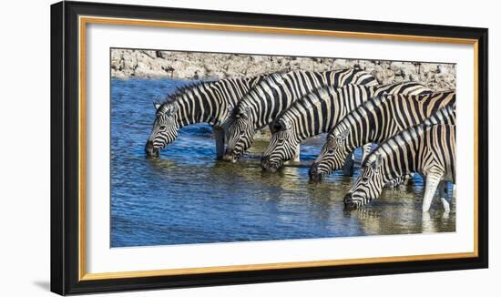 Africa, Namibia, Etosha National Park, Zebras at the Watering Hole-Hollice Looney-Framed Photographic Print