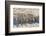 Africa, Namibia, Etosha National Park, Zebras at the Watering Hole-Hollice Looney-Framed Photographic Print