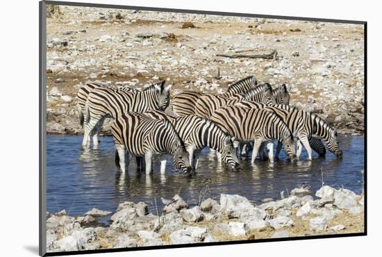 Africa, Namibia, Etosha National Park, Zebras at the Watering Hole-Hollice Looney-Mounted Photographic Print