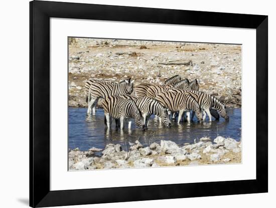 Africa, Namibia, Etosha National Park, Zebras at the Watering Hole-Hollice Looney-Framed Photographic Print