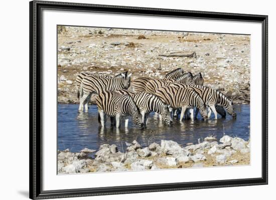 Africa, Namibia, Etosha National Park, Zebras at the Watering Hole-Hollice Looney-Framed Photographic Print